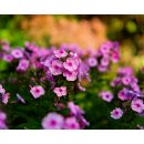 Meike 50mm F1.8 AF STM Vollformat Objektiv AF Festbrennweite Portrait für Sony E-Mount Kameras